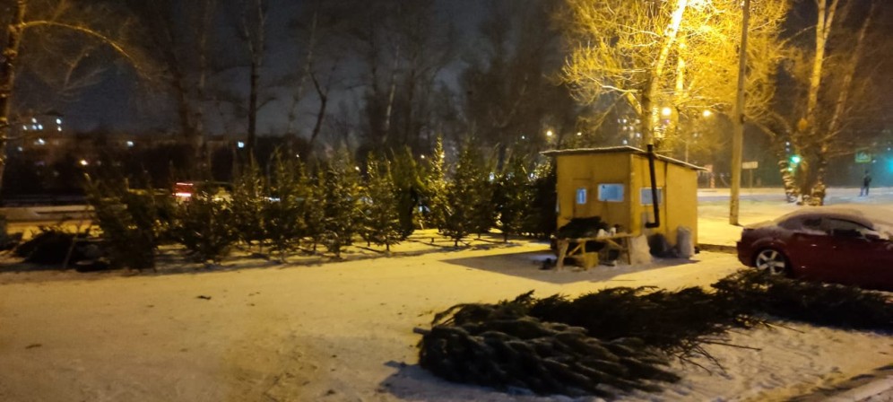 Жители Абакана могут дать вторую жизнь новогодним елкам