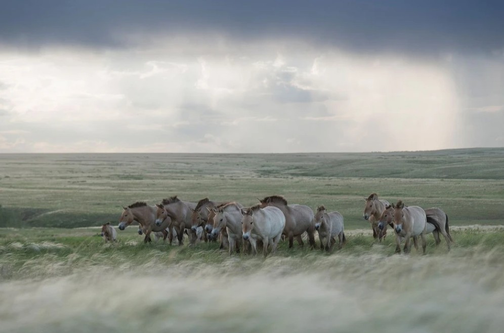 В хакасском заповеднике готовятся принять лошадей Пржевальского 