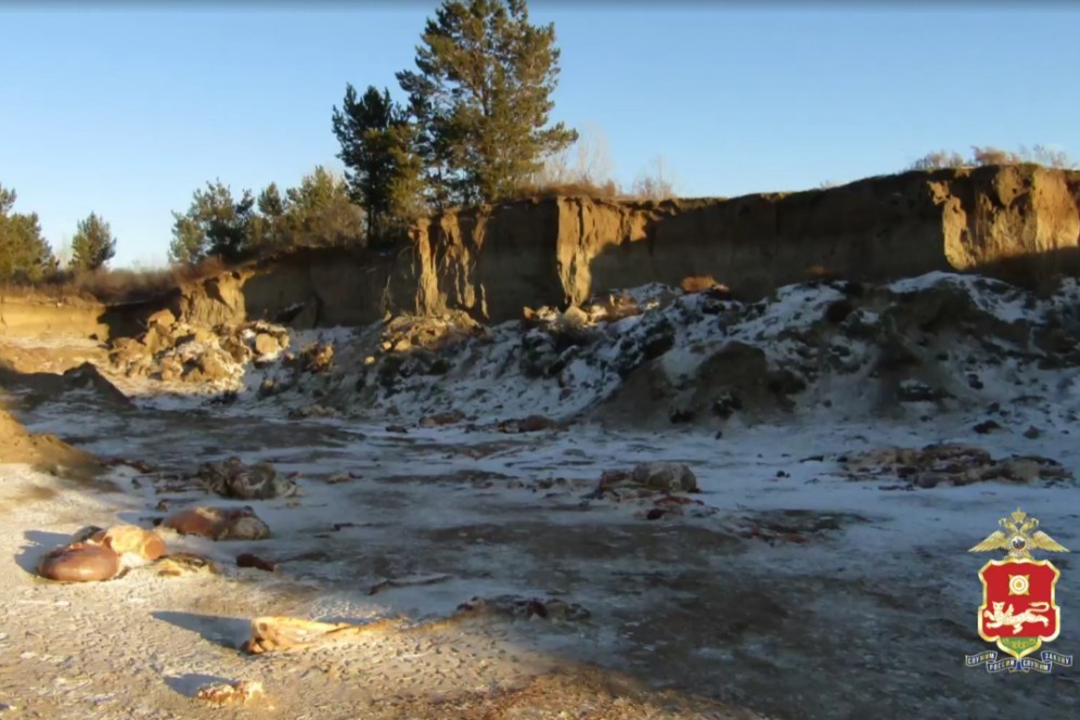 Полицейские Хакасии задержали подозреваемых в краже 14 коров, ущерб - более 1,4 млн руб.