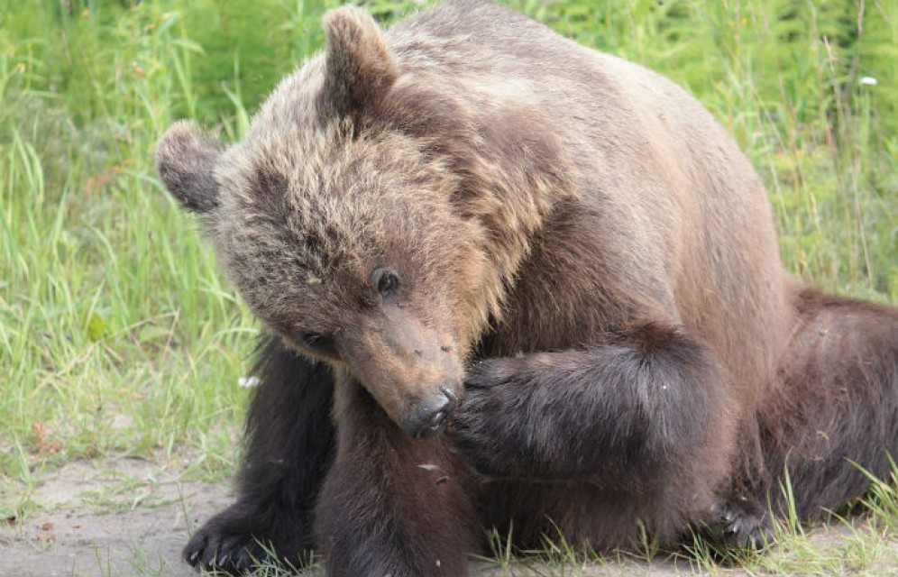 Кузбассовец покормил с руки дикого медведя шаурмой и шоколадкой