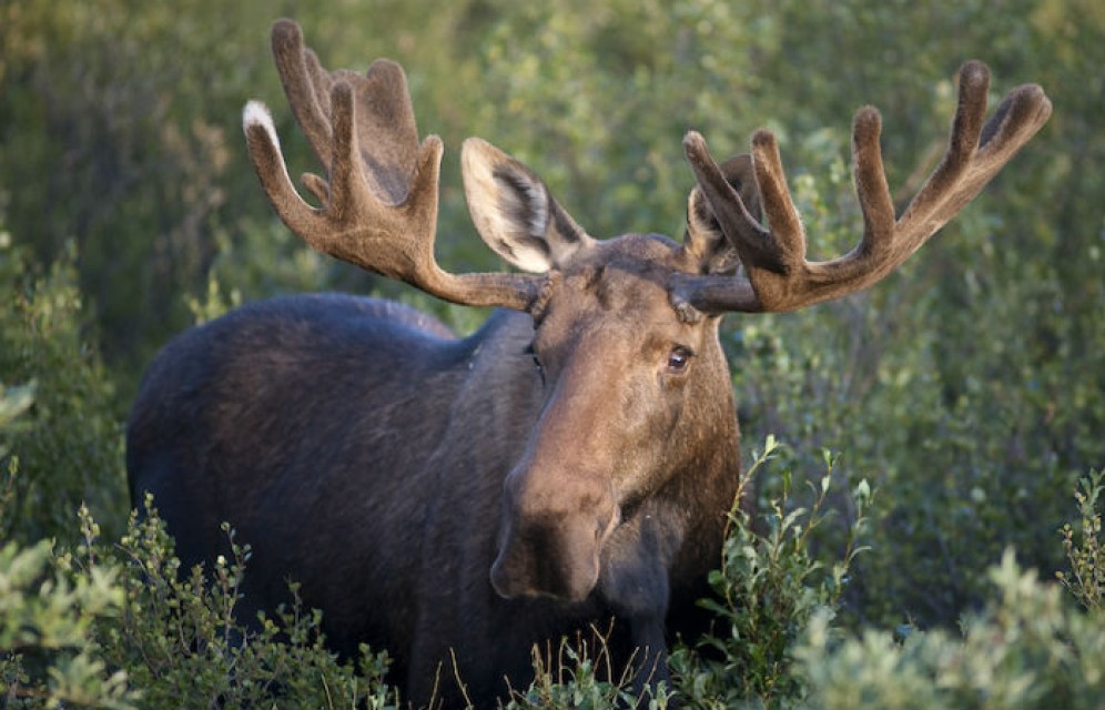Лось занесен в Красную книгу Хакасии